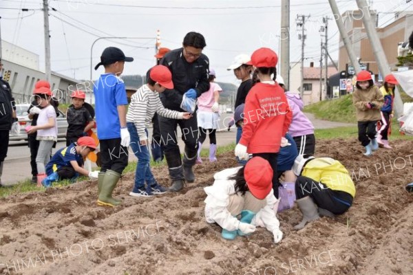 小学生がヒマワリの種まき　陸別