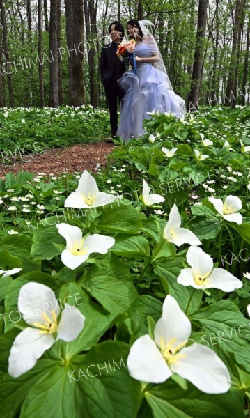 花びら待ち１０年　オオバナノエンレイソウが六花の森で見頃 2