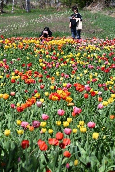 鮮やかに花開いたチューリップを撮影をする来場者（１６日、須貝拓也撮影
