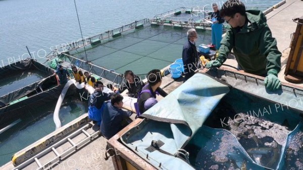 サクラマスの稚魚をいけすに放流する関係者ら