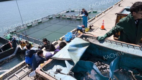 サクラマスの稚魚をいけすに放流する関係者ら