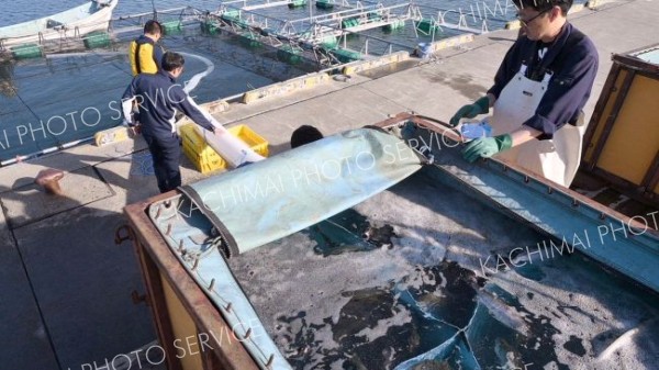 サクラマスの稚魚をいけすに放流する関係者ら