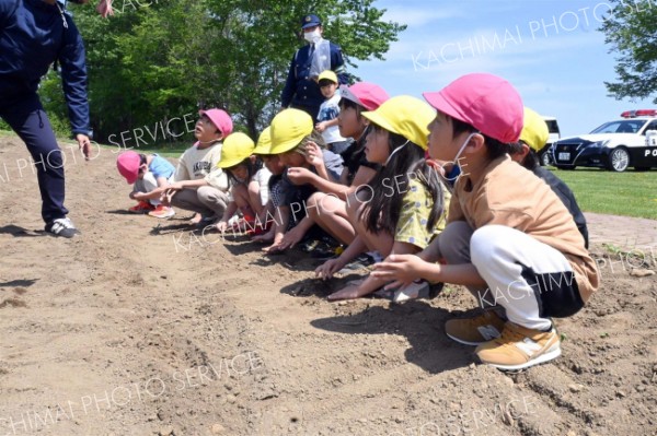 ひまわりの種を花壇に植える子どもたち