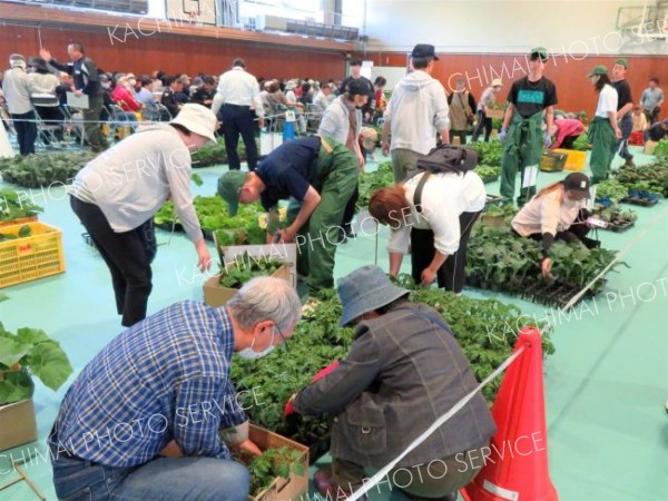 生徒育て野菜苗を販売　更別農高