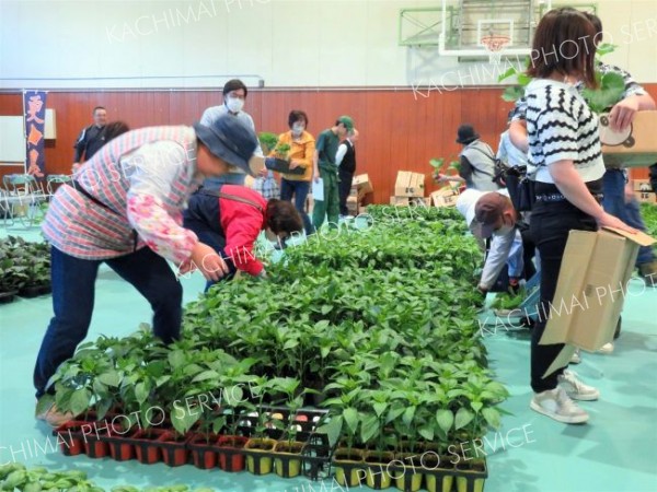 体育館にずらりと並んだ野菜苗を次々と買い求める人たち