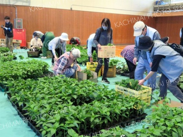体育館にずらりと並んだ野菜苗を次々と買い求める人たち