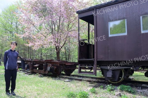 鉄道資料館の近くにあるエゾヤマザクラが開花した