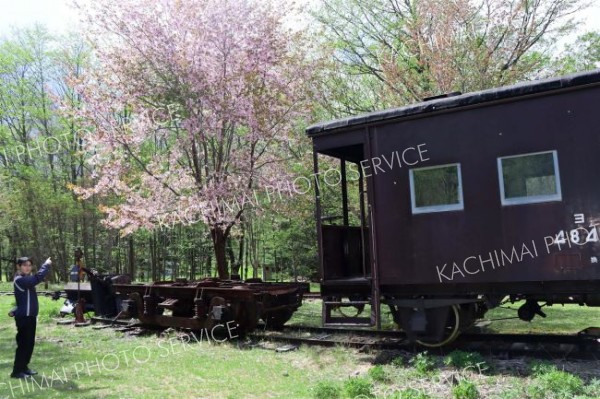 鉄道資料館の近くにあるエゾヤマザクラが開花した