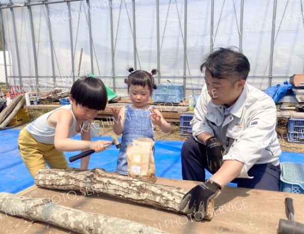 親子ら３０人シイタケ栽培学ぶ　足寄のアイザックスで体験会