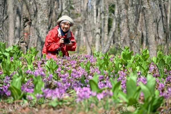 カタクリを撮影する（金野和彦撮影）