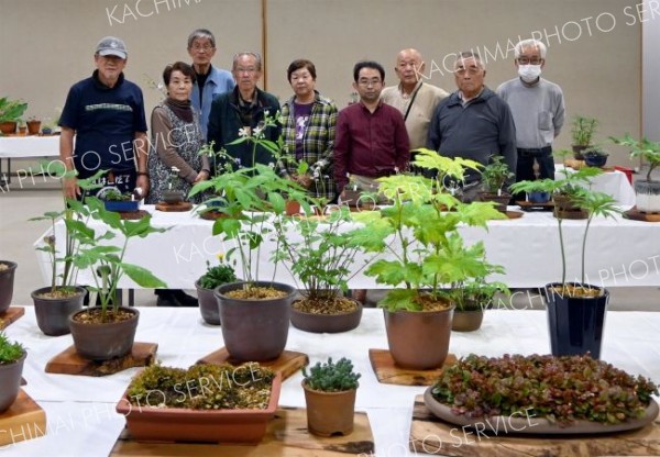 春の山草展示会　約１５０鉢展示、分譲苗も　十勝山草会がとかちプラザで