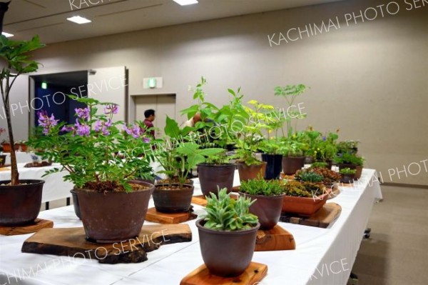 手前で紫色の花が咲いているカリバオウギなどの山草