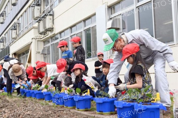 芽室小２年生が野菜苗の植え付け作業