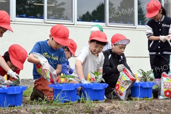 野菜の苗を丁寧に植えていく児童たち