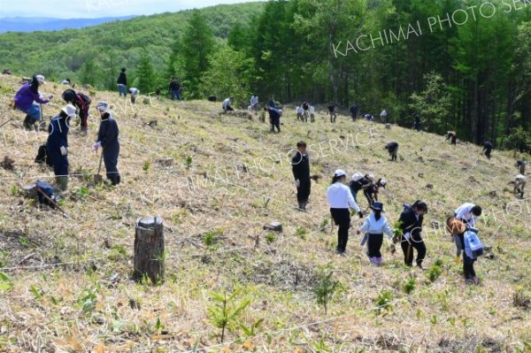 山の斜面に苗木を植える参加者