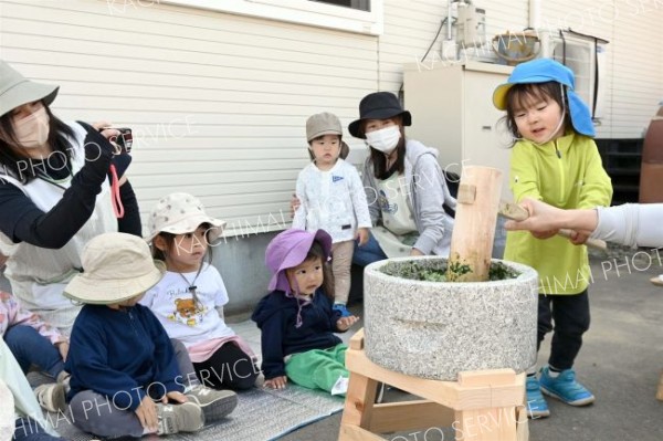 春が旬のよもぎ餅づくり　トムテのいえの園児たち体験