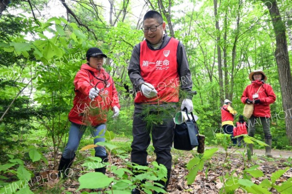 市と第一生命が森づくり活動　連携締結