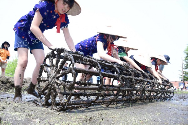 格子状の枠を回し、田植えの目印をつける児童ら
