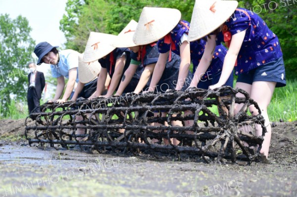 格子状の枠を回し、田植えの目印を付ける児童ら