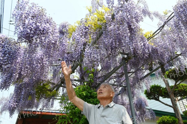 世代つないだフジの花見頃　芽室～こぼれ話