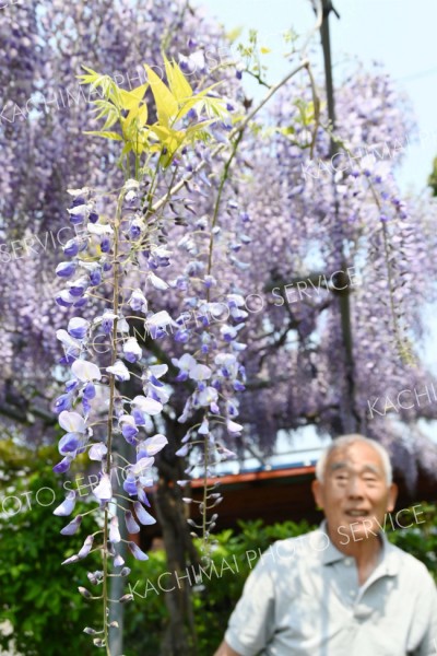 自慢のフジの花を紹介する