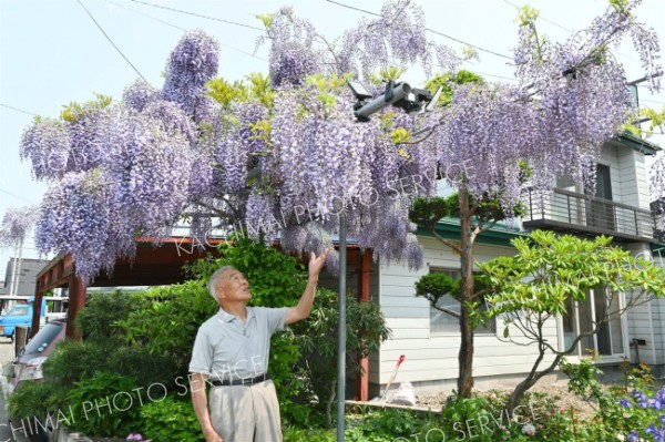 自慢のフジの花を紹介する