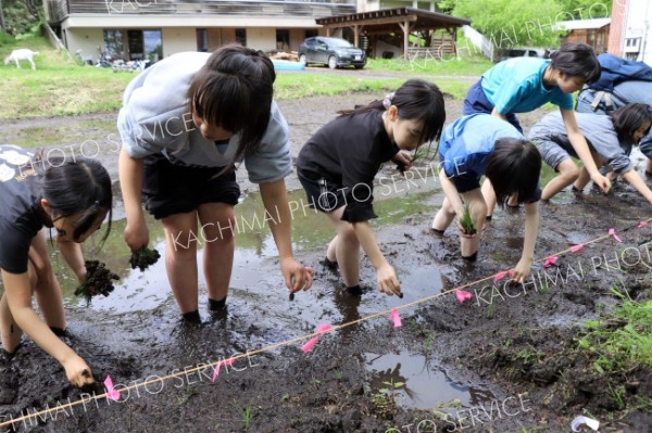 おいしいコメに育って　新得小児童が田植えに挑戦