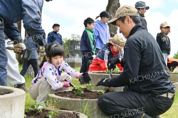 上更別小、親子で花苗植え　更別農高生育てた花苗４００株