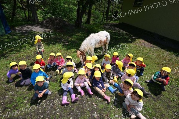 園児がお世話“園の仙人”ポニー３０歳　北明やまざと幼稚園