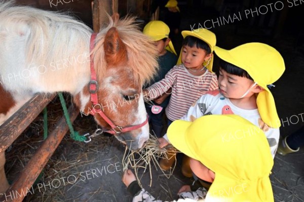 ポニーの「ピアノ」にえさを与える園児（須貝拓也撮影）