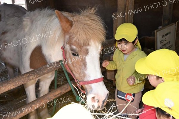 ポニーの「ピアノ」にえさを与える園児（須貝拓也撮影