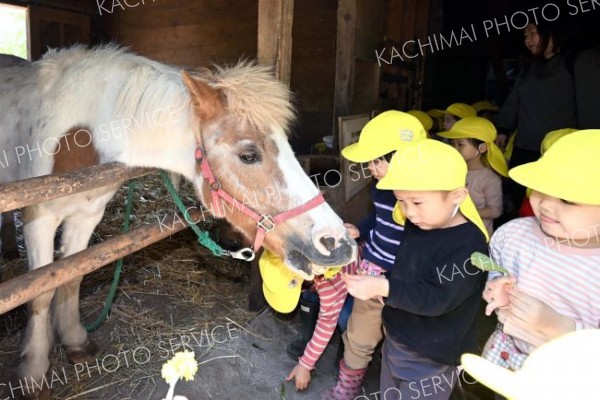 ポニーの「ピアノ」にえさを与える園児（須貝拓也撮影