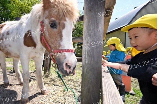ポニーの「ピアノ」にえさを与える園児（須貝拓也撮影）
