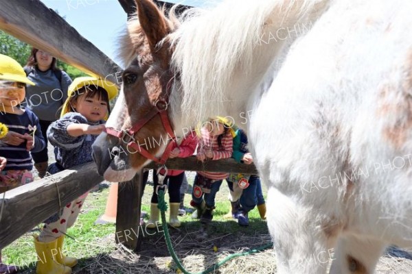 ポニーの「ピアノ」とふれあう園児（須貝拓也撮影）