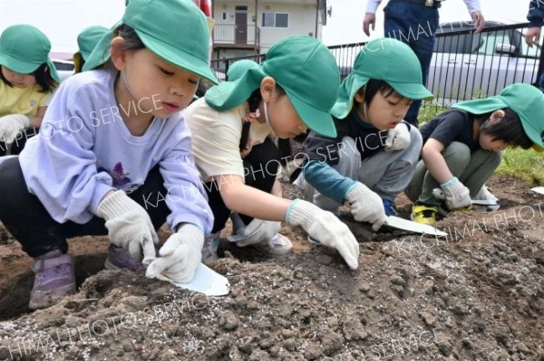 ひろお保育園児がヒマワリの種まき　絆プロジェクト
