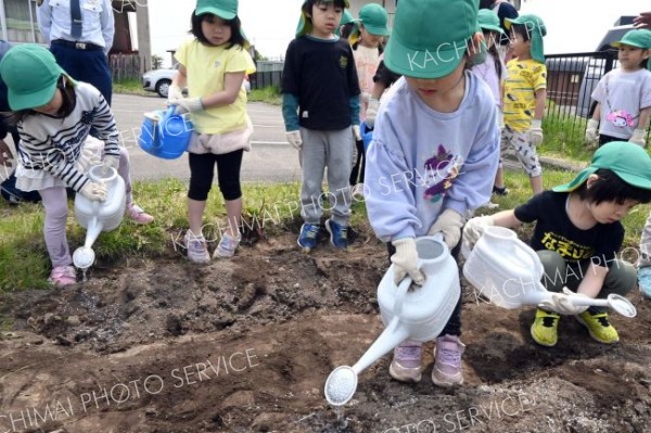 ヒマワリの種に水をまく園児たち