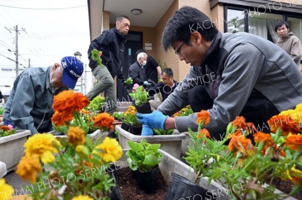 電信通り花で鮮やかに　商店街が８００株植栽
