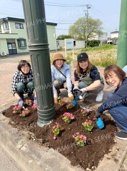 士幌町商工会女性部が植栽　ベゴニア４００株