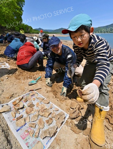 １００万年前の地層から化石ごろごろ　糠平湖畔で発掘イベント開催