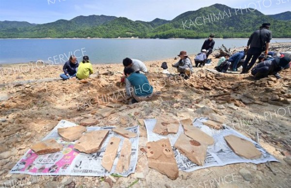 １００万年前の地層から化石ごろごろ　糠平湖畔で発掘イベント開催 6