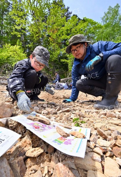 １００万年前の地層から化石ごろごろ　糠平湖畔で発掘イベント開催 8
