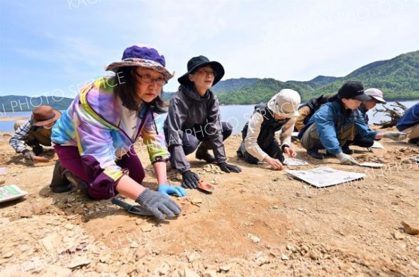 １００万年前の地層から化石ごろごろ　糠平湖畔で発掘イベント開催 11
