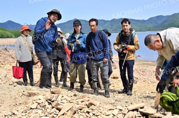 １００万年前の地層から化石ごろごろ　糠平湖畔で発掘イベント開催 13
