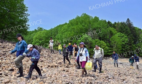 １００万年前の地層から化石ごろごろ　糠平湖畔で発掘イベント開催 16