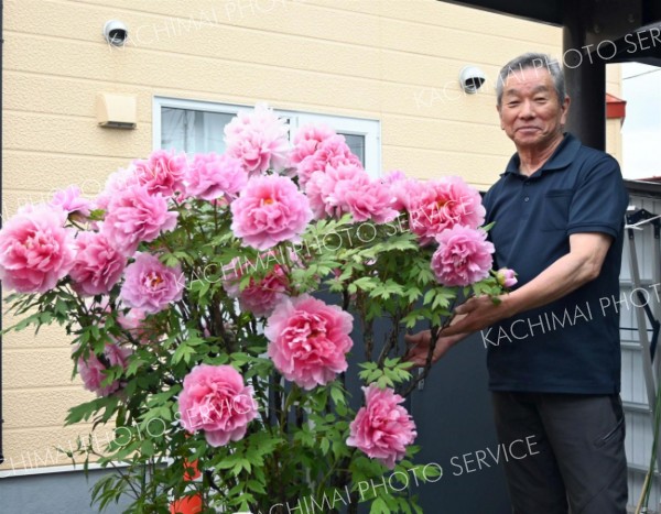 古希を祝うボタンの花