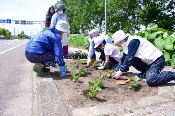 国道沿いで１０８人が花植え　幕別忠類「花いっぱい運動」