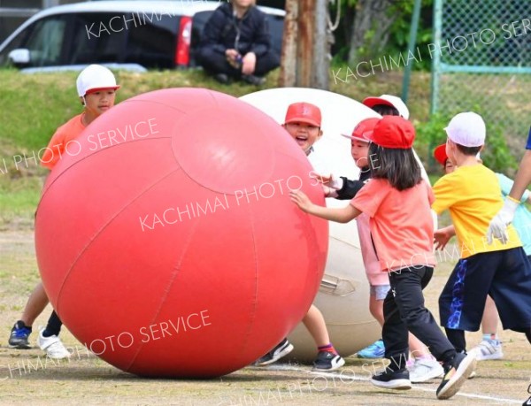コース外連発！？　１年生の大玉転がしリレー（７日、新得、小野寺俊之介撮影）