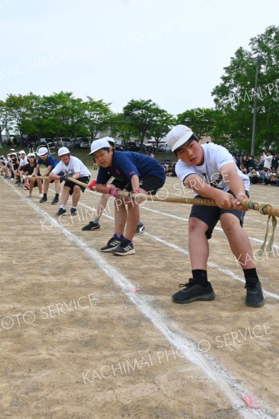 それっ、引っ張れ、引っ張れ（７日、音更鈴蘭、内形勝也撮影）