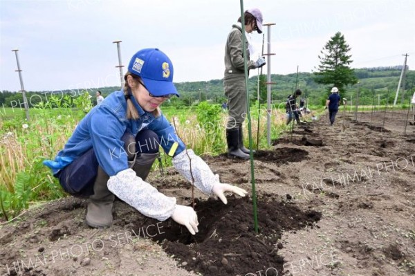農場でブドウの苗を植える参加者