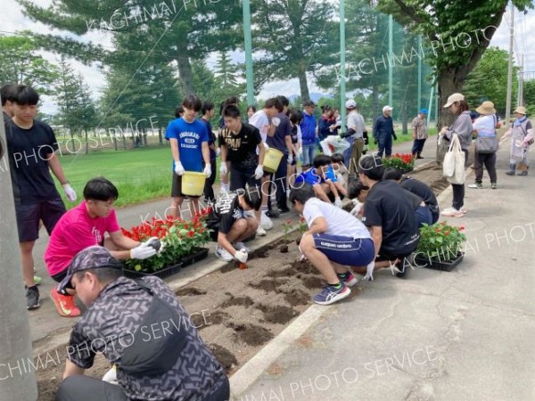 ３８団体が国道を１万株で彩る　芽室町市街地町内会連合会フラワータウン運動